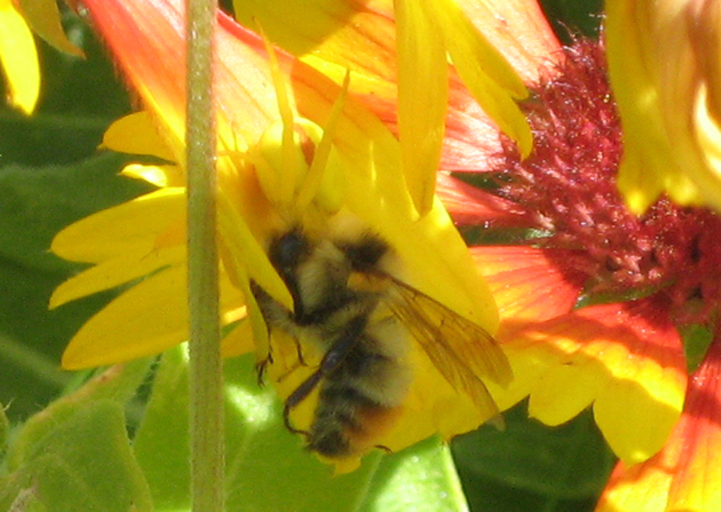 Small Spider vs Bee on Flower